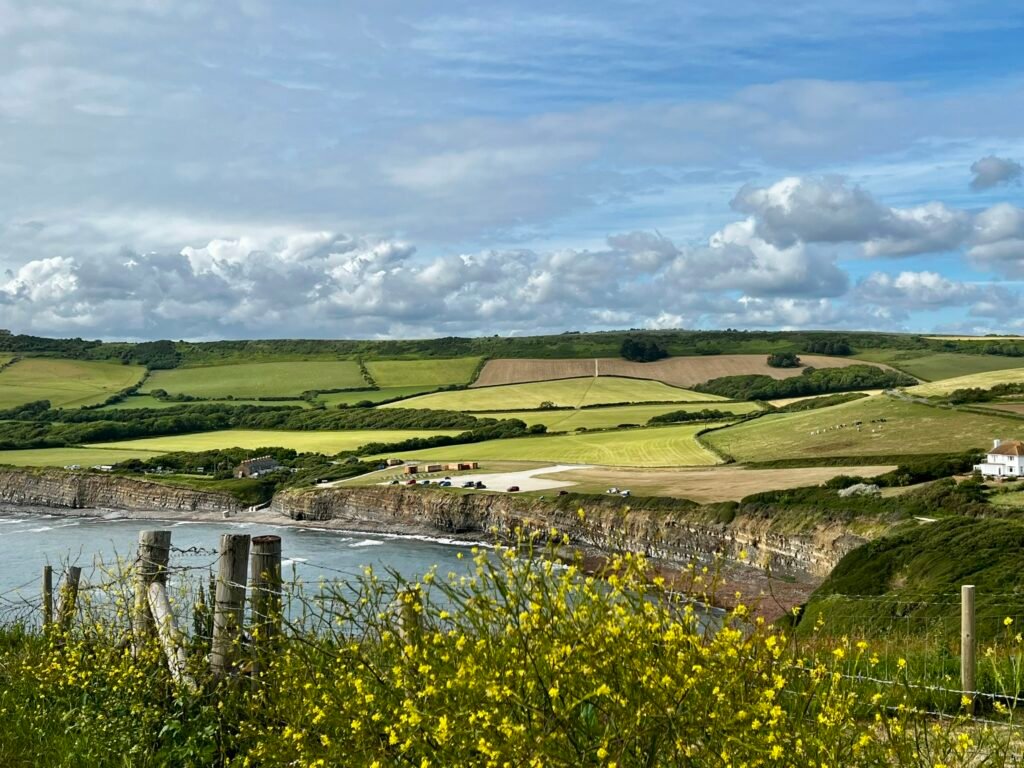 Kimmeridge Bay with cliffs, green fields and yellow flowers in the foreground
