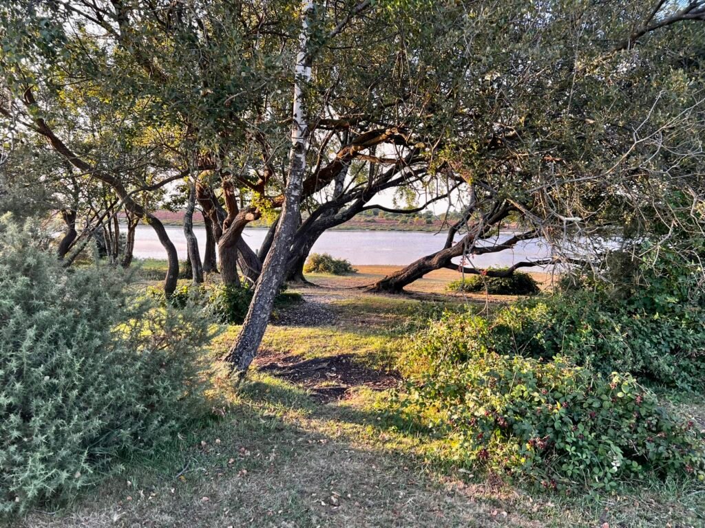 Woodland path beside Hatchet Pond in the New Forest