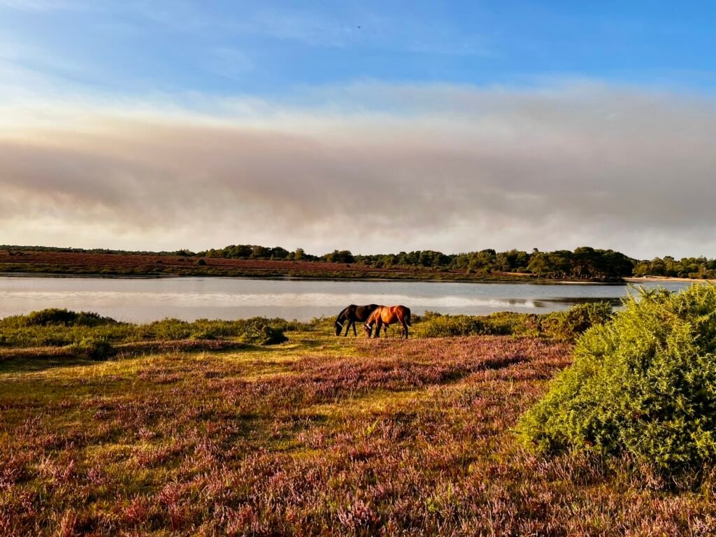 New Forest ponies grazing beside Hatchet Pond among purple heathland