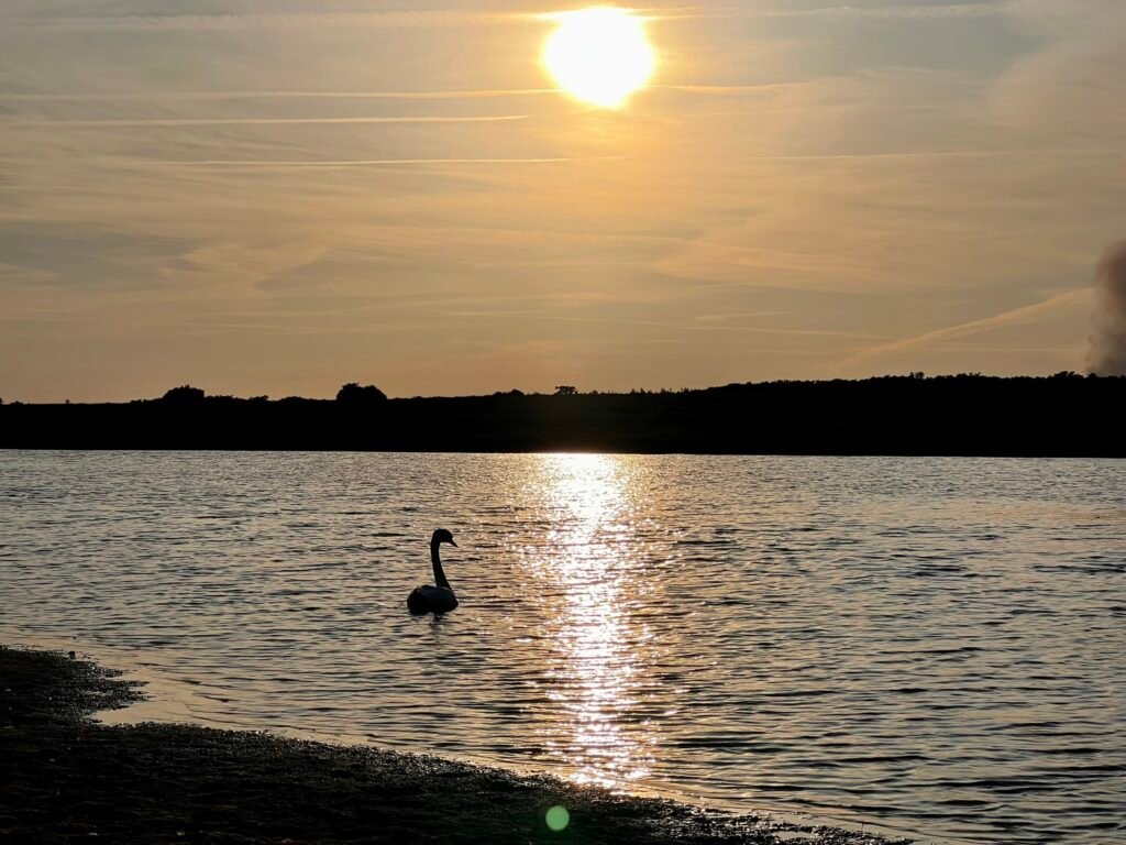 Swan on Hatchet Pond at sunset in the New Forest
