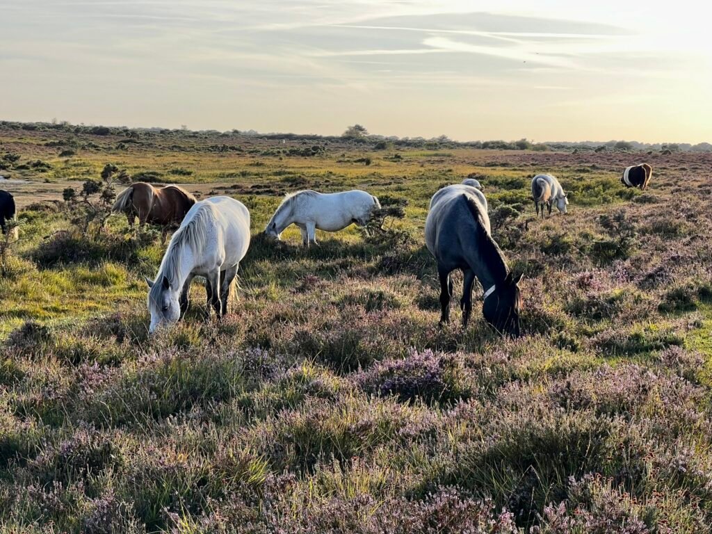 Free-roaming New Forest ponies grazing on heathland near Hatchet Pond