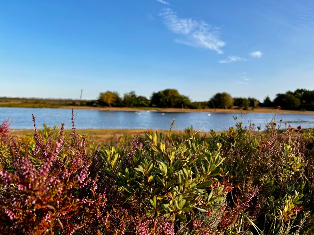 Purple heather beside Hatchet Pond in the New Forest