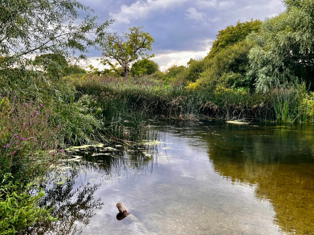 River Stour flowing through reeds and trees at Stour Valley Nature Reserve