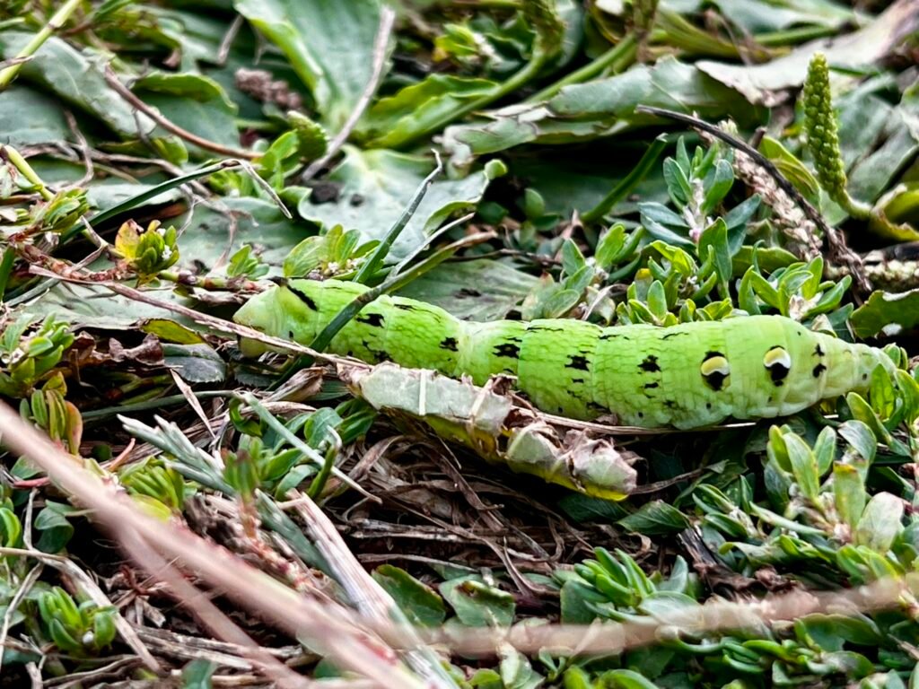 Green elephant hawk-moth caterpillar at Stour Valley Nature Reserve in Bournemouth