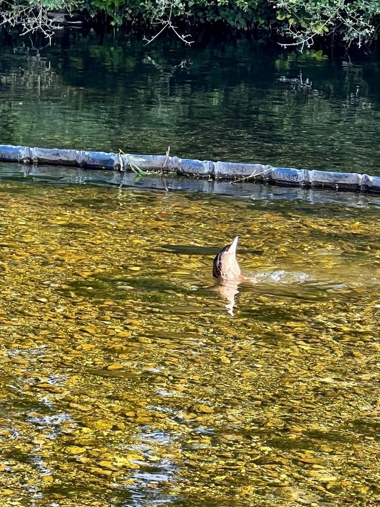 Duck diving headfirst into the River Test at Whitchurch
