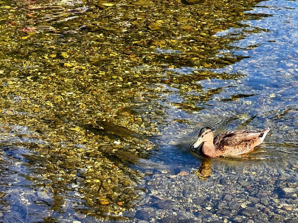 Duck swimming in the clear River Test at Whitchurch Hampshire