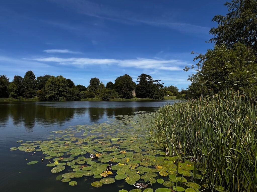 Ducks swimming among water lilies beside tall reeds on the castle lake