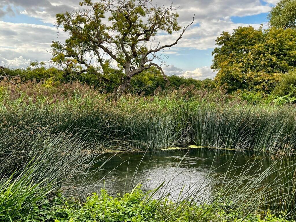 Reed-lined pond surrounded by mature trees at Stour Valley Nature Reserve in Bournemouth